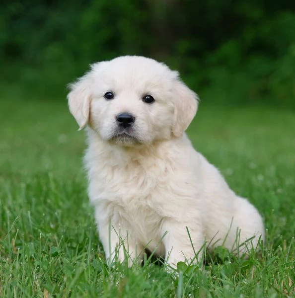 Cuccioli di Golden Retriever Americano 100 | Foto 0