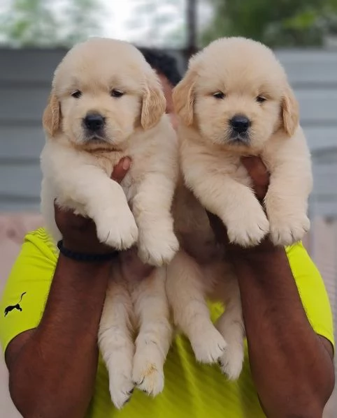 Cucciolo maschio Golden Retriever Linea Americana 