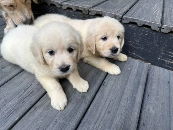 Cuccioli Golden retriever linea chiara inglese | Foto 0