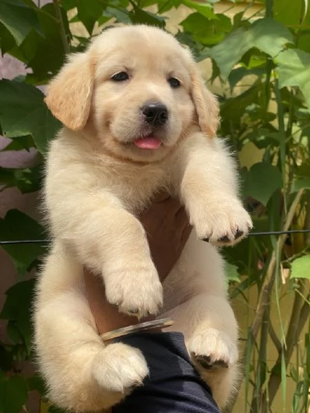 Cucciole golden retriever Pedigree Enci