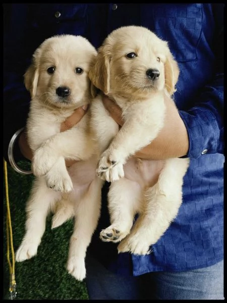 Cucciole golden retriever Pedigree Enci | Foto 0