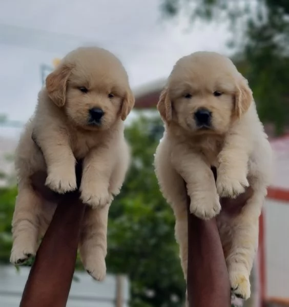 Cuccioli di Golden retriever 