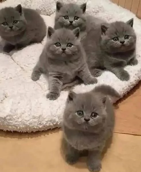 British Shorthair