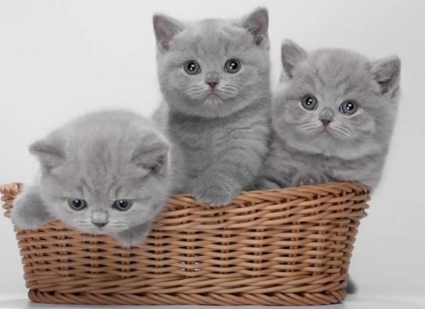 cuccioli british shorthair