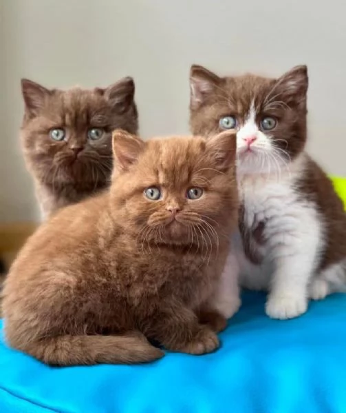 Cuccioli british shorthair