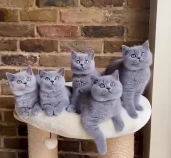 Speziali British shorthair