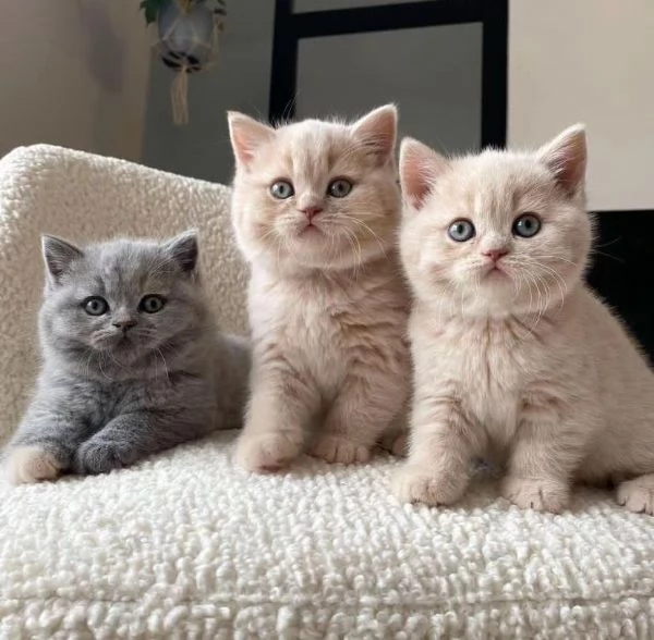 Cucciola British Shorthair