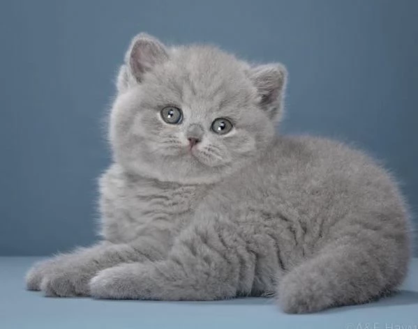 Cuccioli British shorthair