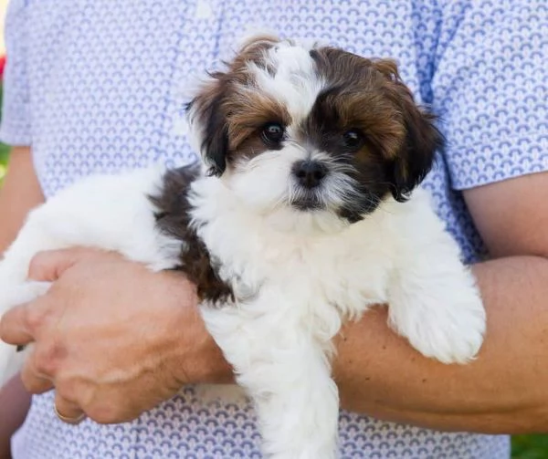 Cuccioli Shihtzu con pedigree