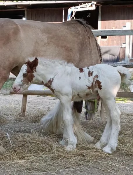 Irish cob Gypsy vanner  | Foto 6