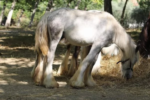 Irish cob Gypsy vanner  | Foto 5