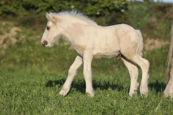 Irish cob Gypsy vanner  | Foto 0