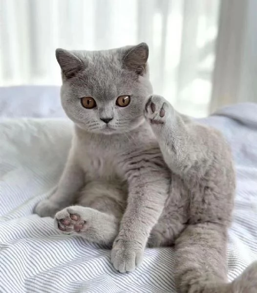 Gattini british shorthair