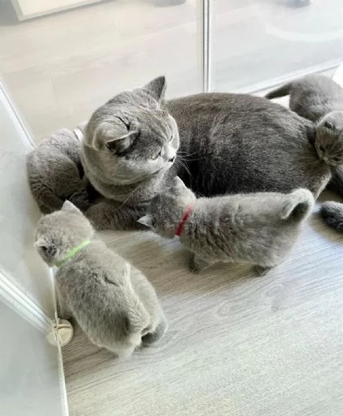 British shorthair maschio e femmina