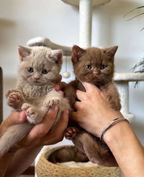 Gattini British shorthair 