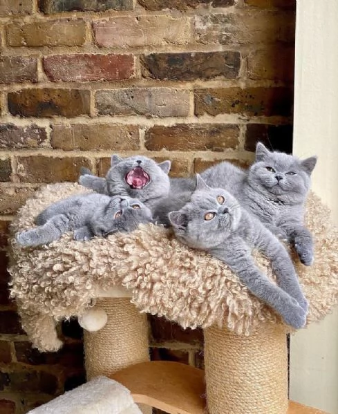 Gattini  gattino British shorthair