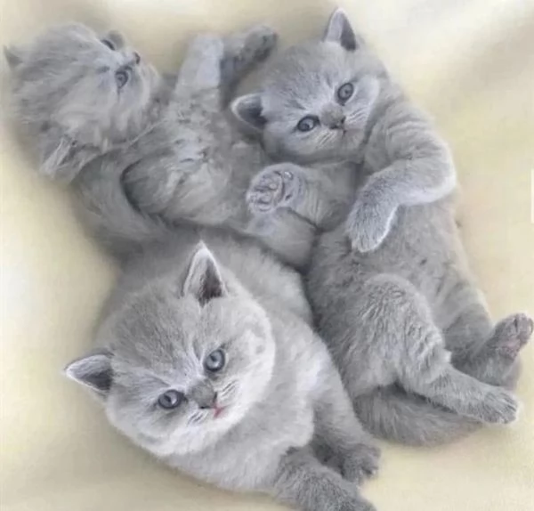 British shorthair