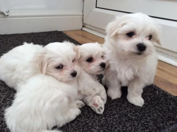 REGALO cachorros de Bichon Maltes Mini Toy Para Adopcion | Foto 1