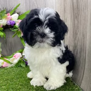    REGALO SHIHTZU  TOY