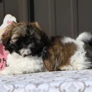   REGALO SHIHTZU  TOY