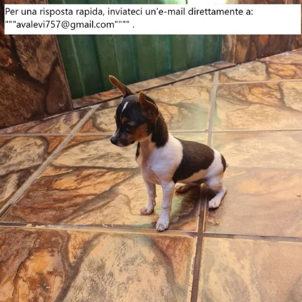 Bellissimi cuccioli di Pinscher Puri | Foto 3