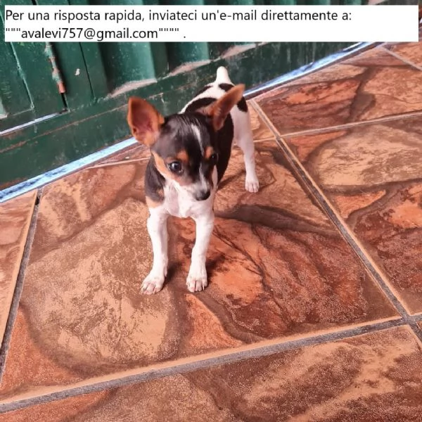 Bellissimi cuccioli di Pinscher Puri | Foto 2