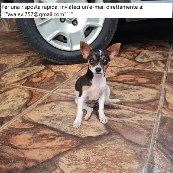 Bellissimi cuccioli di Pinscher Puri | Foto 1