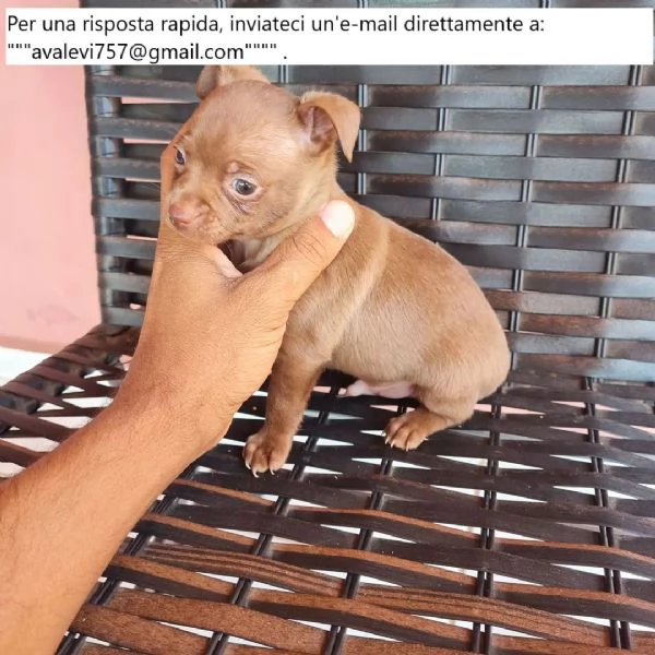 Bellissimi cuccioli di Pinscher