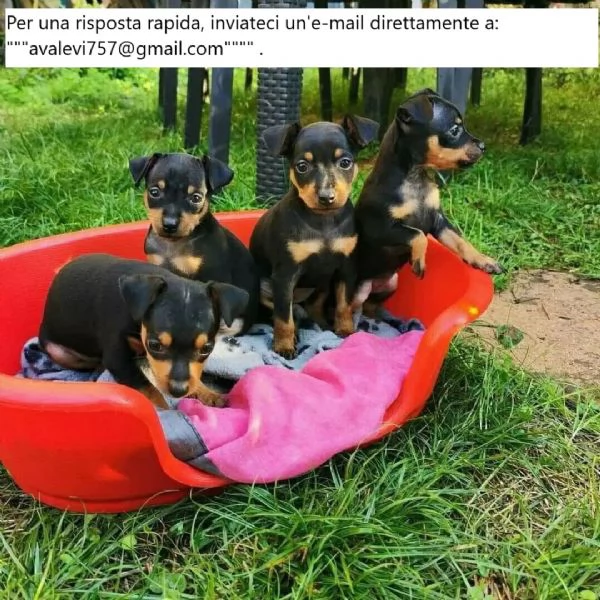 Bellissimi cuccioli di doberman pinscher