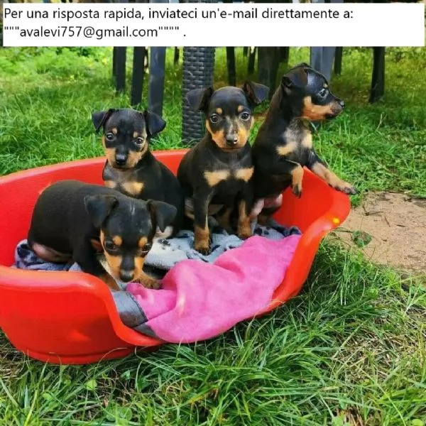 Cuccioli di Doberman Pinscher | Foto 0