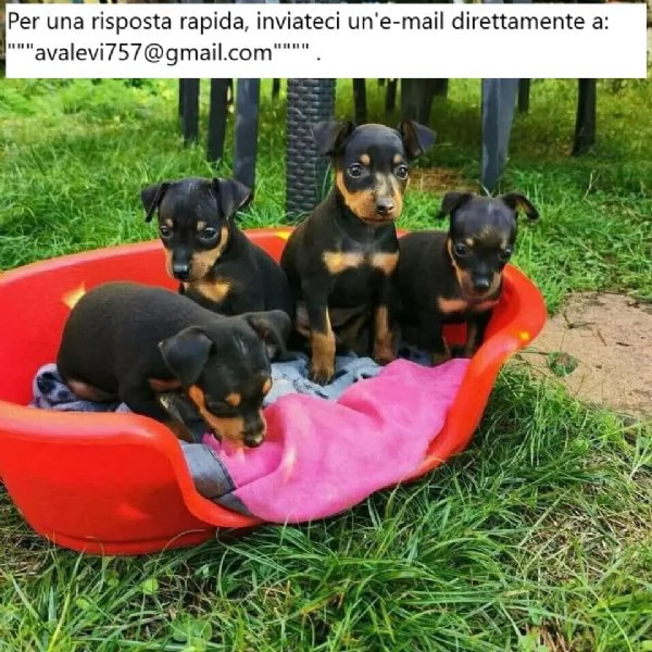 Adorabili cuccioli di Doberman Pinscher | Foto 0