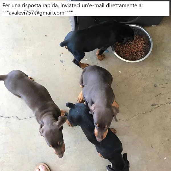 Cuccioli di Doberman Pinscher giocherelloni pronti per partire