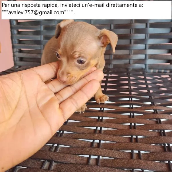 Cuccioli di Doberman Pinscher in adozione