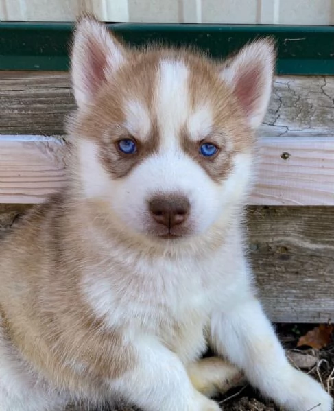 Cuccioli di Husky