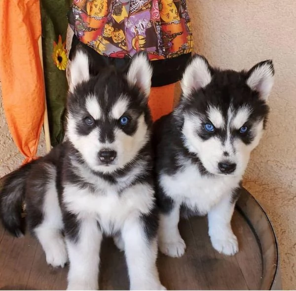 Cuccioli di siberian husky