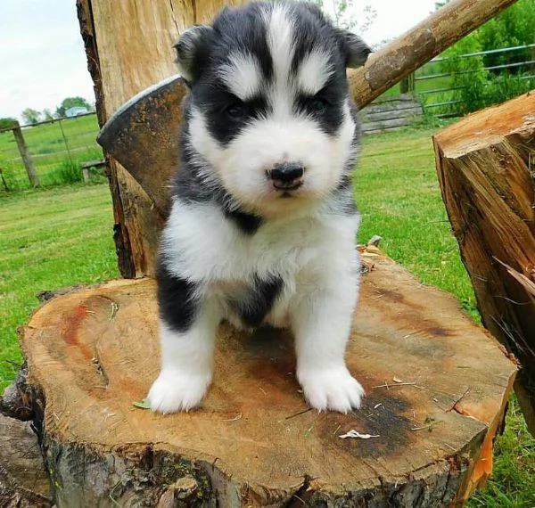 cuccioli di siberian husky