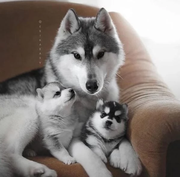 cuccioli di Husky  occhi azzurri 2 mesi