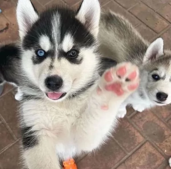 Cuccioli di Siberian Husky