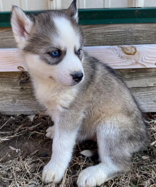 Cuccioli di siberian Husky