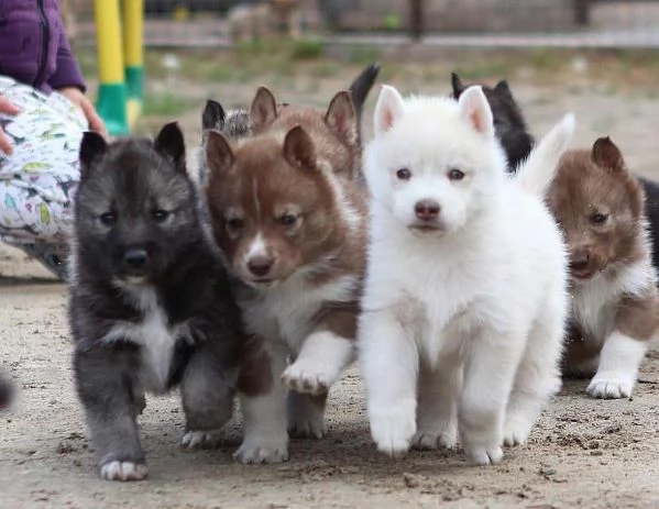  Siberian Husky