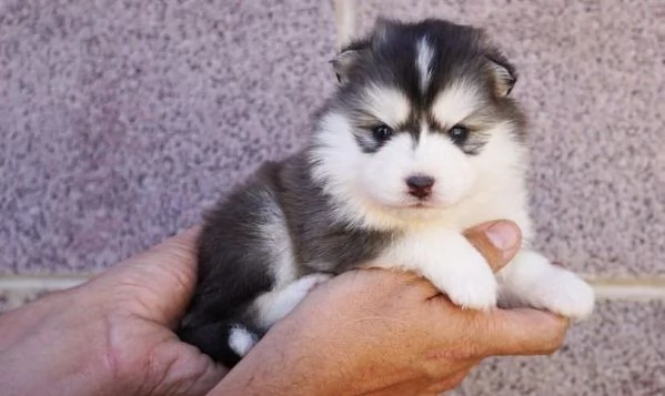 Cuccioli di Husky Siberiano