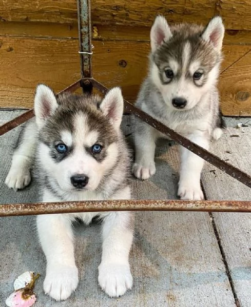 Cuccioli di siberian husky