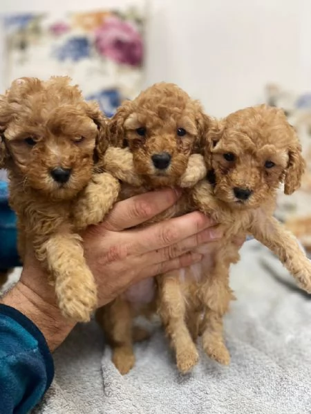 Regala dei cuccioli di barboncino | Foto 0