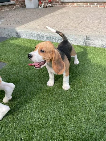 Regala dei cuccioli di Beagle