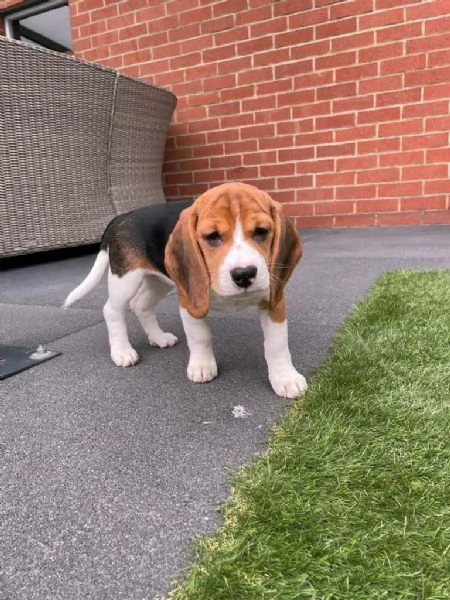 Regala dei cuccioli di Beagle | Foto 2