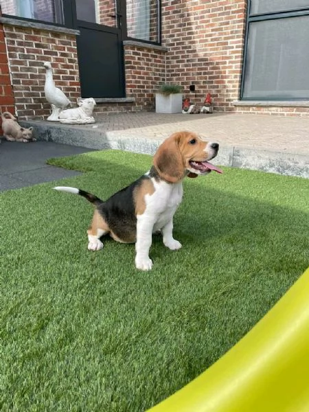 Regala dei cuccioli di Beagle | Foto 0