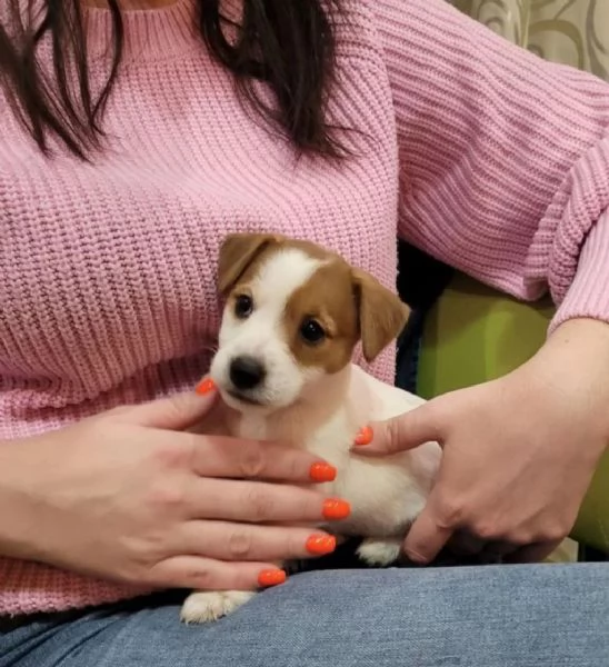 Regala dei cuccioli di Jack Russel | Foto 2