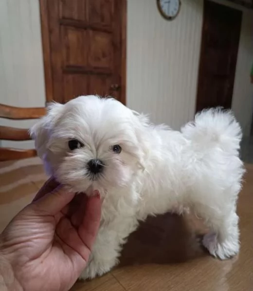 Regala dei cuccioli di Maltese | Foto 2