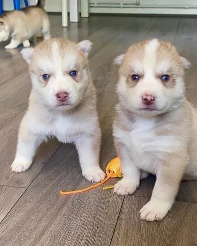 Regala dei cuccioli di Husky