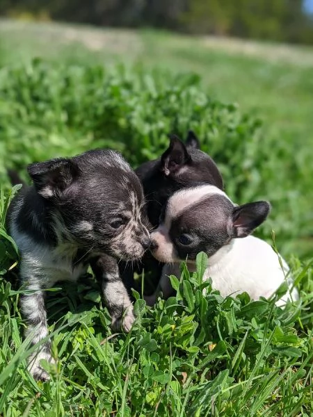 Cuccioli di Chihuahua maschi e femmine | Foto 1